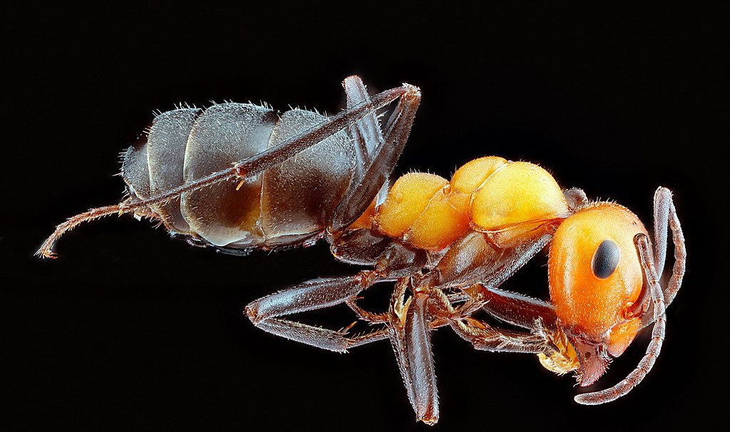 Ant Control service in Livonia, MI