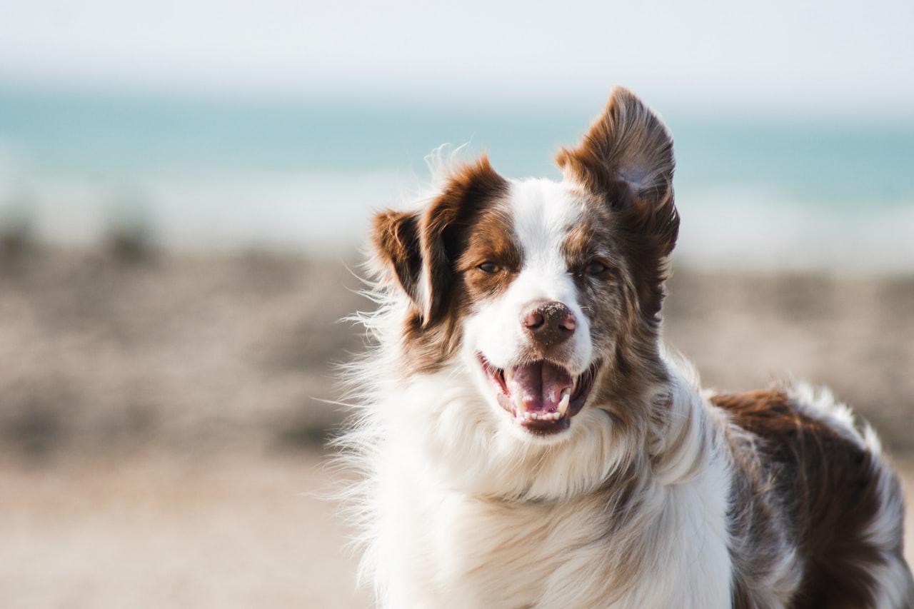 Flea & Tick Control service in Livonia, MI