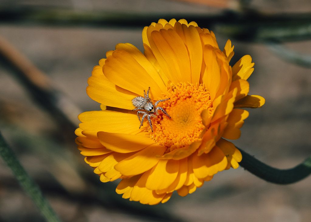 Spider Control service in Livonia, MI
